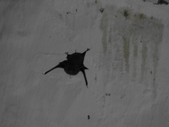 Balantiopteryx plicata