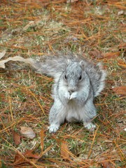 Sciurus niger cinereus