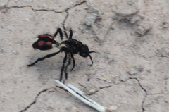 Traumatomutilla centralis