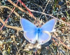 Catochrysops strabo strabo