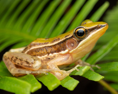 Taipeh Frog photo 2