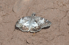 Chiomara asychis