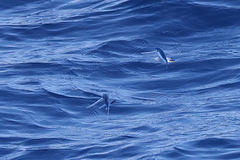Sailfin Flyingfish photo 3