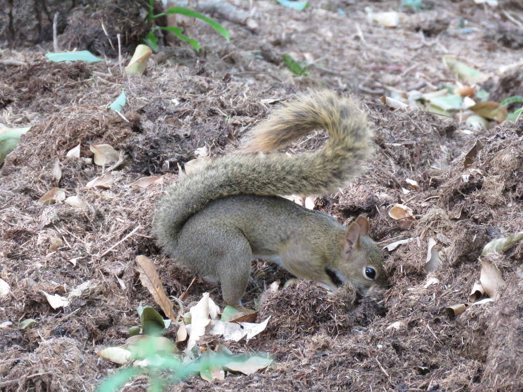 Sanborn's Squirrel