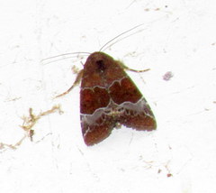 Hampsonodes