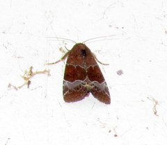 Hampsonodes