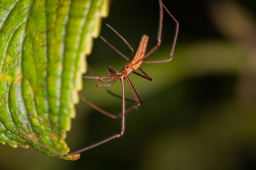 Tetragnatha stelarobusta