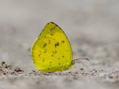 Eurema lacteola