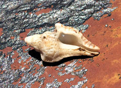 Pterochelus triformis