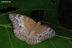 Euthalia monina monina