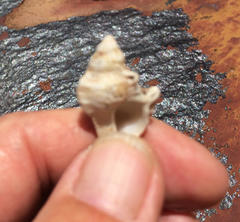 Pterochelus triformis
