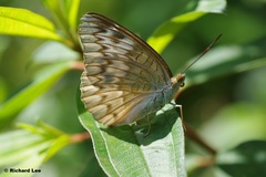 Euthalia monina monina