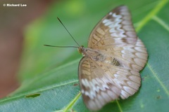 Euthalia monina monina