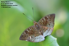 Euthalia monina monina