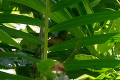 Thripadectes virgaticeps