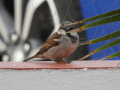Passer domesticus