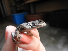 Sceloporus