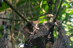 Thripadectes virgaticeps