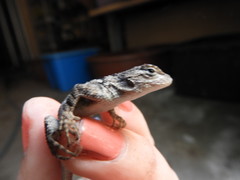 Sceloporus