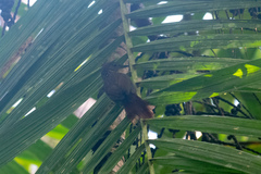 Thripadectes virgaticeps