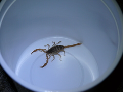 Smeringurus vachoni