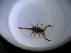 Smeringurus vachoni
