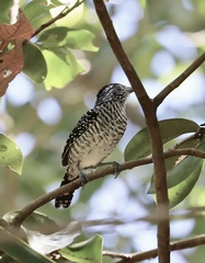 Thamnophilus doliatus image