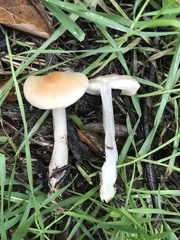 Clitocybe californiensis