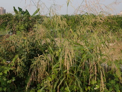 Sorghum arundinaceum