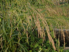 Sorghum arundinaceum