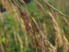 Sorghum arundinaceum