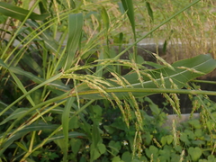 Sorghum arundinaceum