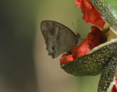 Cissia similis