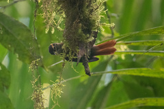 Anabacerthia variegaticeps