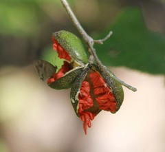 Tabernaemontana tomentosa