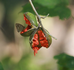 Tabernaemontana tomentosa