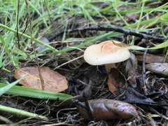 Clitocybe californiensis