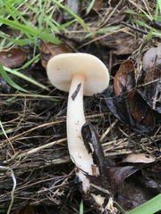Clitocybe californiensis