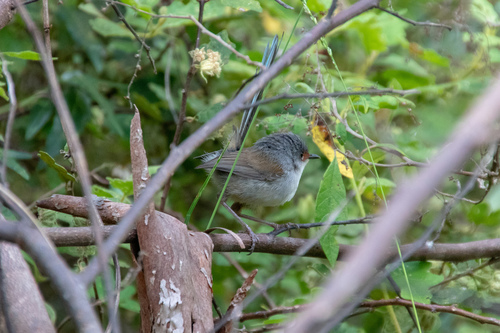 Malurus elegans