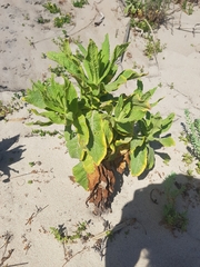 Apalochlamys spectabilis