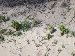 Apalochlamys spectabilis