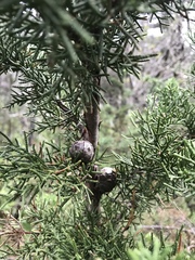 Cupressus pygmaea