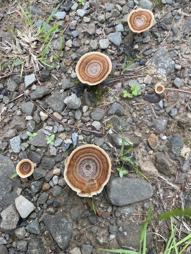 Coltricia perennis — (c) Cassidy Best, some rights reserved (CC BY)