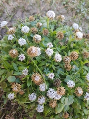 Nablonium calyceroides