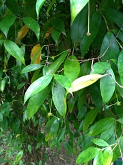 Dracaena surculosa