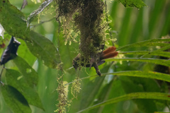 Anabacerthia variegaticeps