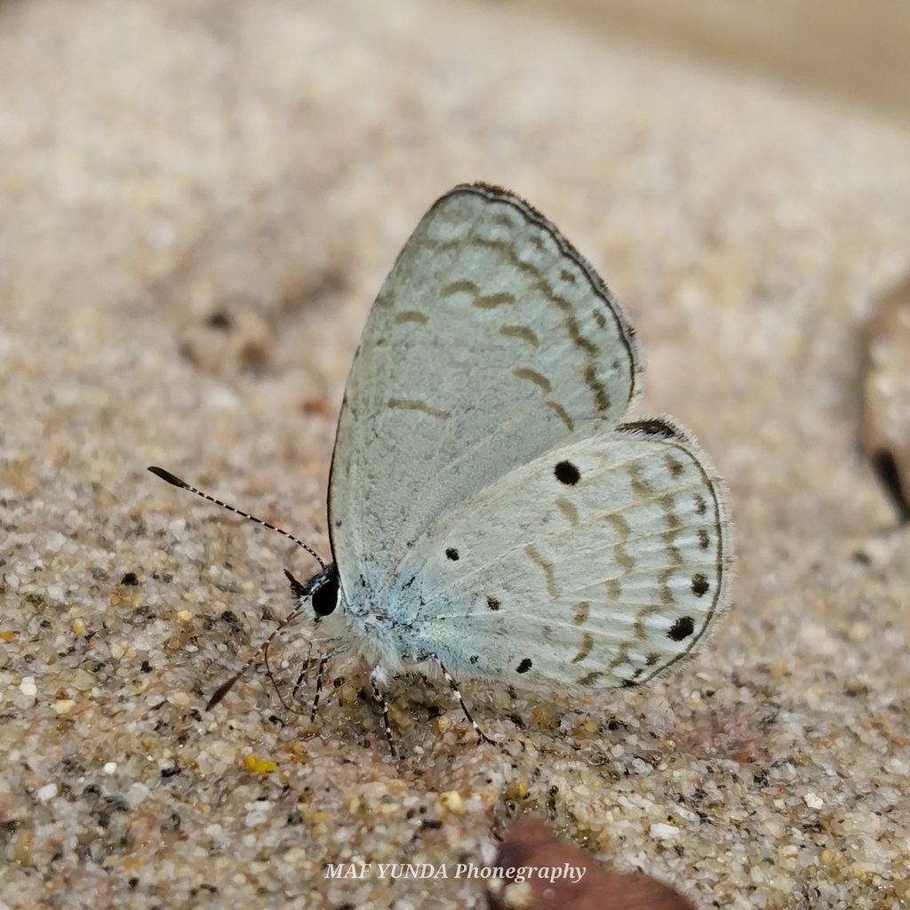 Sidima