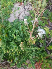 Sonchus megalocarpus