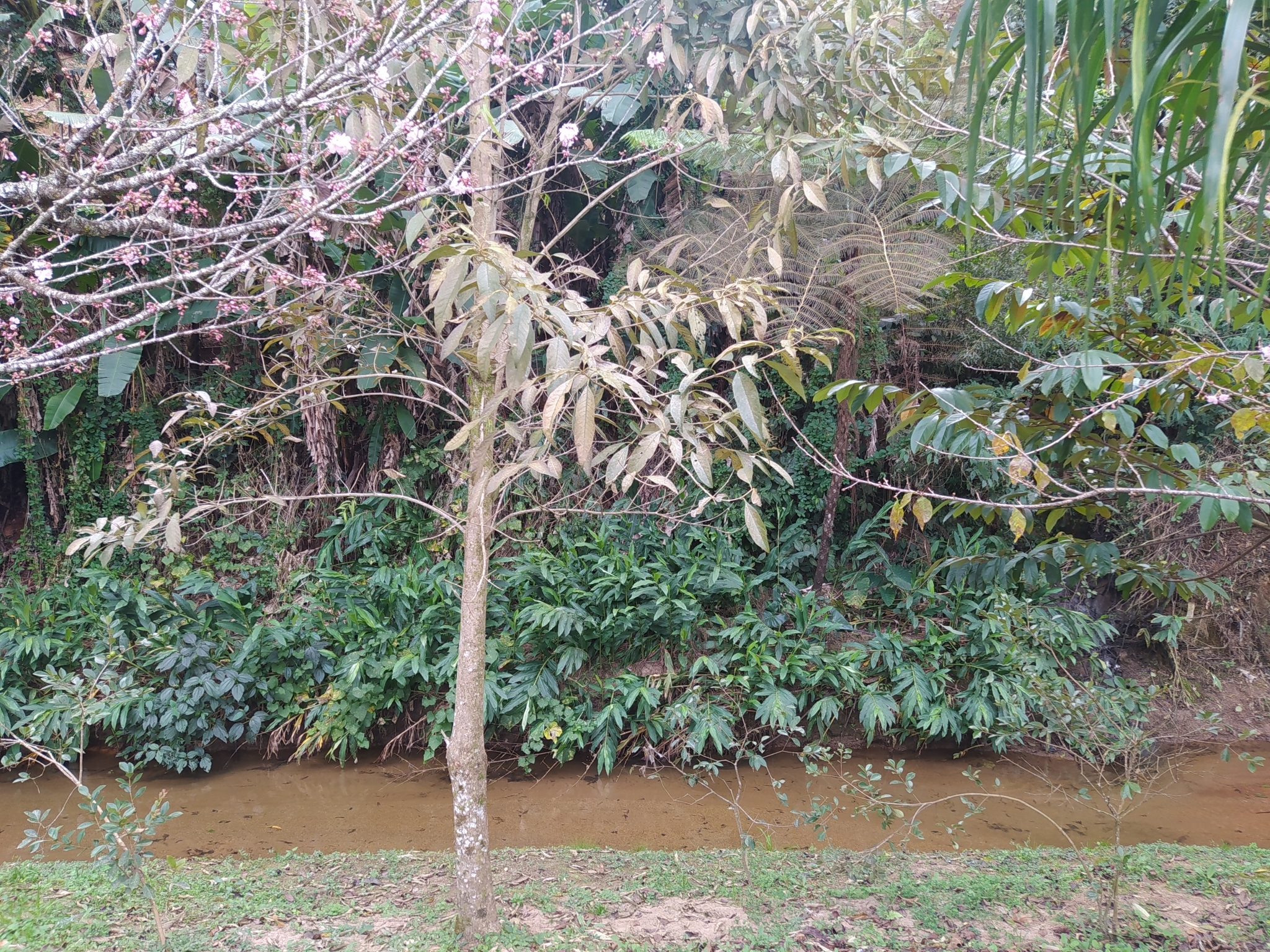 Hedychium coronarium