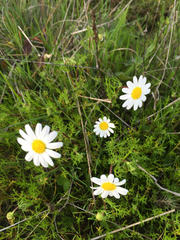 Anthemis
